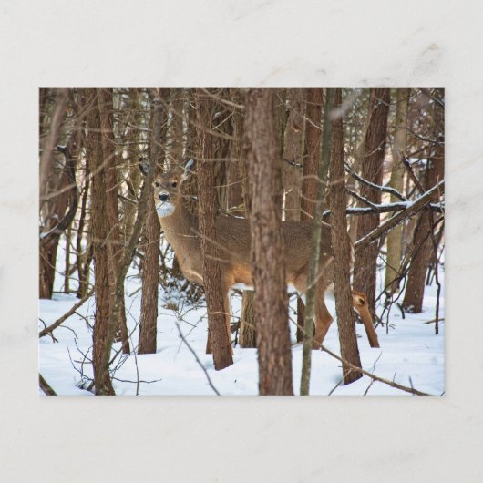Deer in het bos tijdens de winter briefkaart (Voorkant)