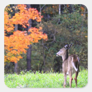 Deer in het najaar vierkante sticker