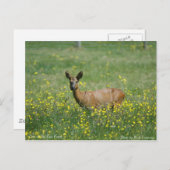Deer in het nieuwe bos briefkaart (Voorkant / Achterkant)