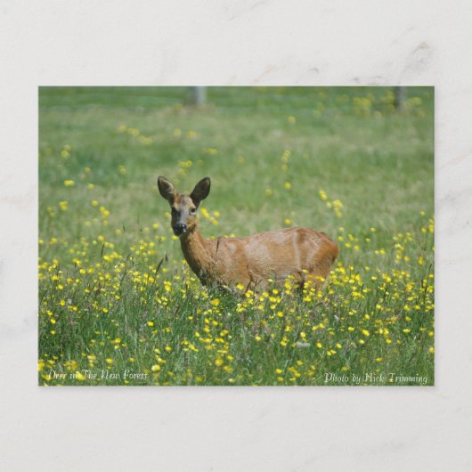 Deer in het nieuwe bos briefkaart (Voorkant)