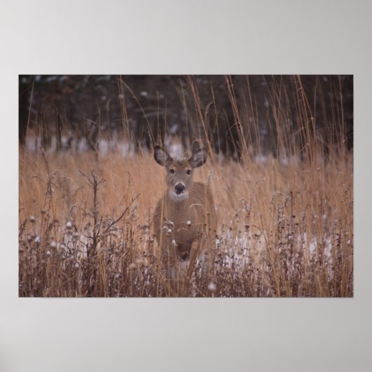 Deer in het park poster (Voorkant)