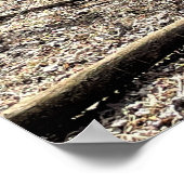 Deer in het Poster Bossen (Hoek)