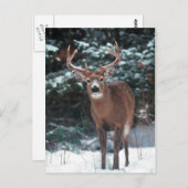 Deer in het sneeuwBriefkaart Briefkaart (Voorkant / Achterkant)