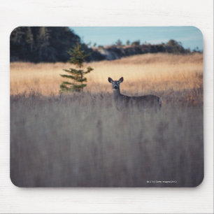 Deer in het veld muismat