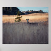 Deer in het veld poster (Voorkant)
