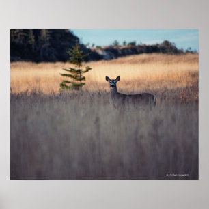 Deer in het veld poster