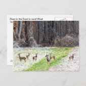 Deer in het voorste Briefkaart (Voorkant / Achterkant)