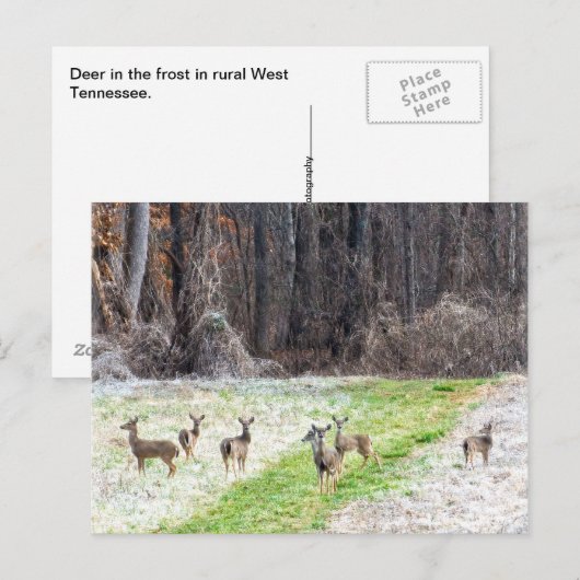 Deer in het voorste Briefkaart (Voorkant / Achterkant)