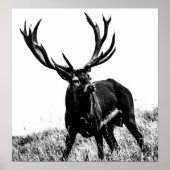 Deer in hitte poster (Voorkant)