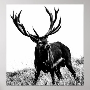 Deer in hitte poster