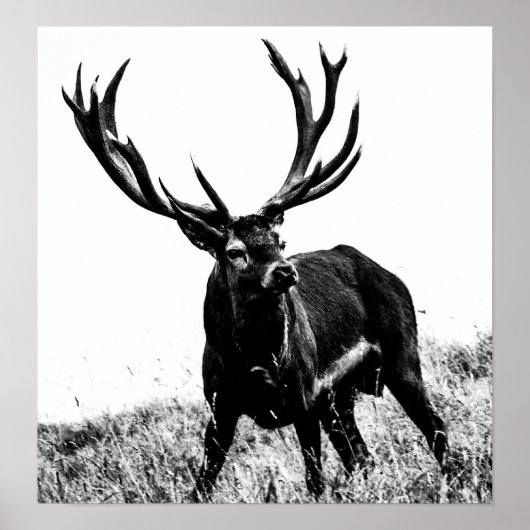 Deer in hitte poster (Voorkant)