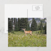 Deer in Paradise Park Briefkaart (Voorkant / Achterkant)