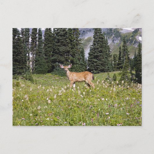 Deer in Paradise Park Briefkaart (Voorkant)