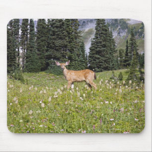 Deer in Paradise Park Muismat