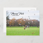 Deer in Phoenix Park Dublin Briefkaart (Voorkant / Achterkant)
