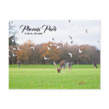 Deer in Phoenix Park Dublin Briefkaart