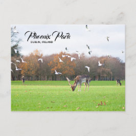 Deer in Phoenix Park Dublin Briefkaart