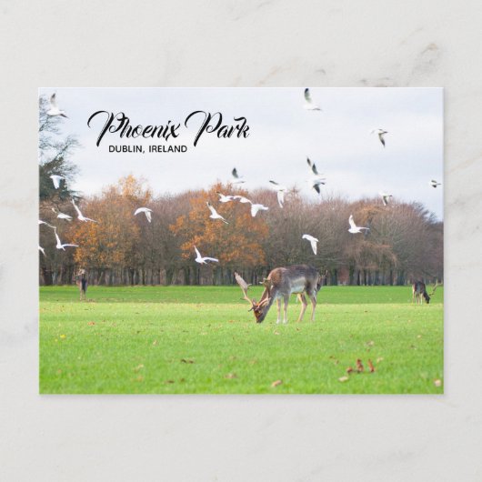 Deer in Phoenix Park Dublin Briefkaart (Voorkant)