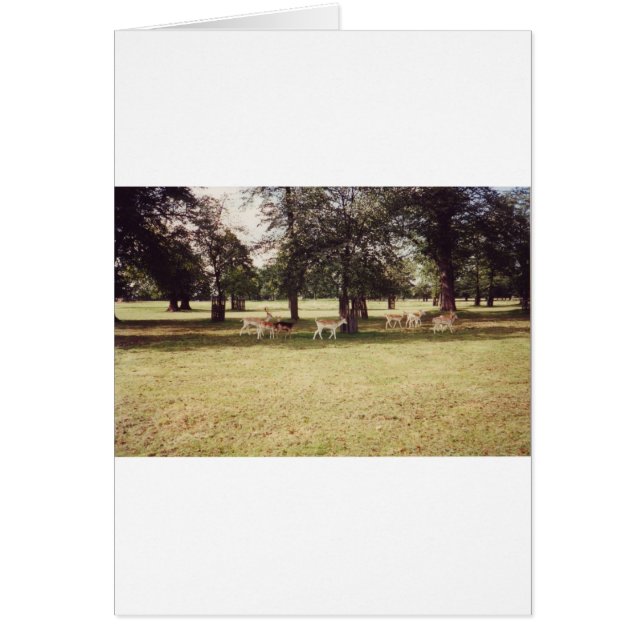 Deer in Richmond Park (Voorkant)