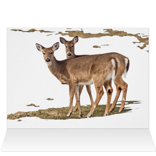 Deer in sneeuw (Binnen Horizontaal (Boven))