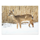 Deer in sneeuw foto afdruk (Voorkant)