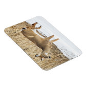 Deer in sneeuw magneet (Rechterzijde)