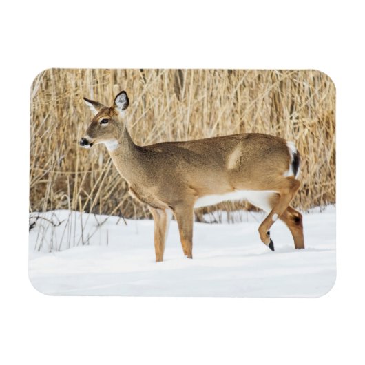 Deer in sneeuw magneet (Horizontaal)