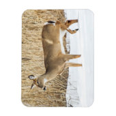 Deer in sneeuw magneet (Verticaal)