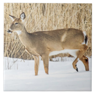 Deer in sneeuw tegeltje