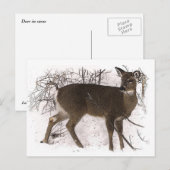 Deer in Snow Briefkaart (Voorkant / Achterkant)
