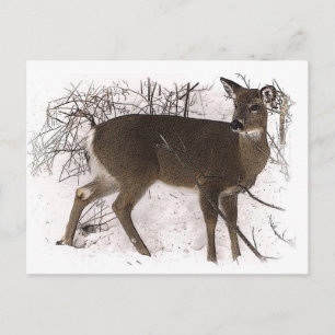 Deer in Snow Briefkaart