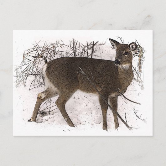 Deer in Snow Briefkaart (Voorkant)