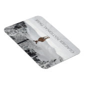 Deer in Snow, Glacier National Park Magneet (Rechterzijde)