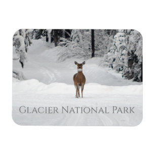 Deer in Snow, Glacier National Park Magneet