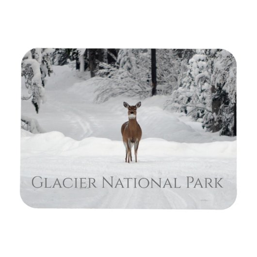 Deer in Snow, Glacier National Park Magneet (Horizontaal)