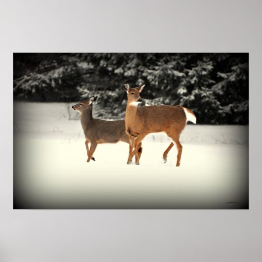 Deer in Snow Poster (Voorkant)