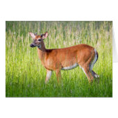 Deer in Tall Grass (Voorkant Horizontaal)