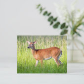 Deer in Tall Grass Briefkaart (Staand voorkant)