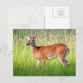 Deer in Tall Grass Briefkaart (Voorkant / Achterkant)