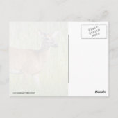 Deer in Tall Grass Briefkaart (Achterkant)