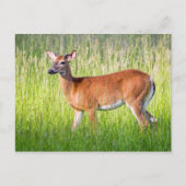Deer in Tall Grass Briefkaart (Voorkant)