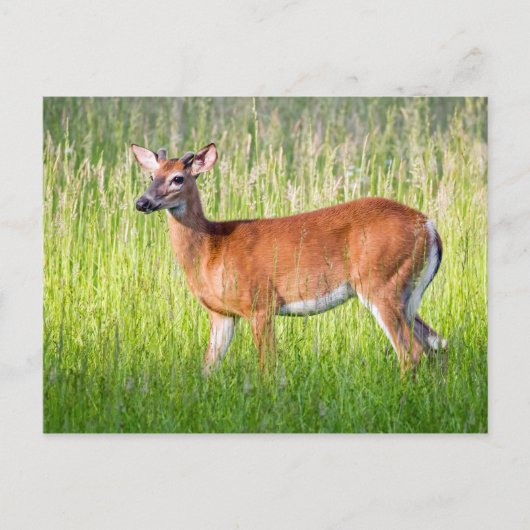 Deer in Tall Grass Briefkaart (Voorkant)