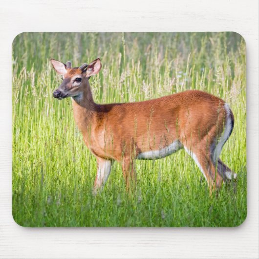 Deer in Tall Grass Muismat (Voorkant)