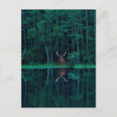 Deer in the Forest Postcard Briefkaart (Voorkant)
