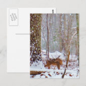 Deer in the snow, licking leg briefkaart (Voorkant / Achterkant)