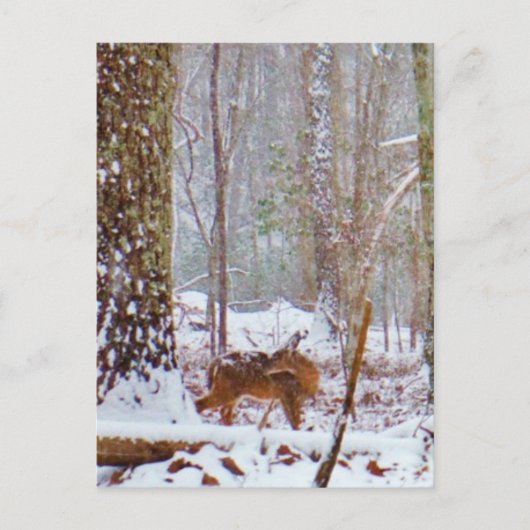 Deer in the snow, licking leg briefkaart (Voorkant)