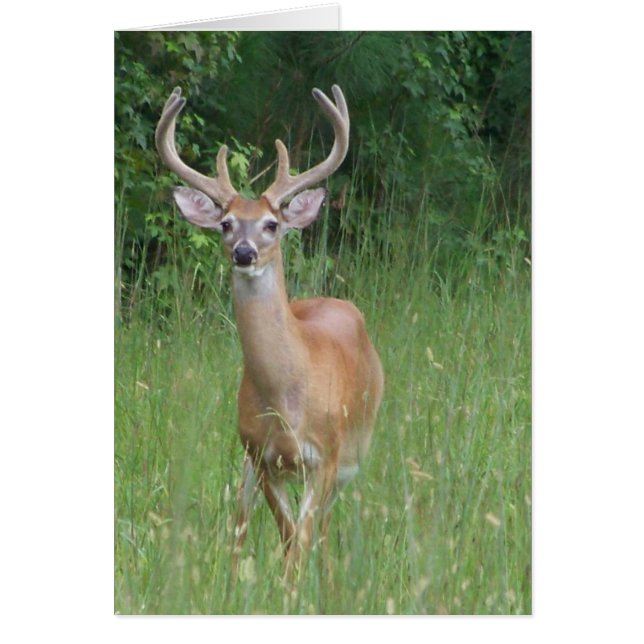 Deer in Velvet (Voorkant)