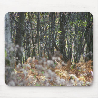 Deer in West Virginia Muismat