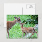 Deer Kissing Fawn Briefkaart (Voorkant / Achterkant)