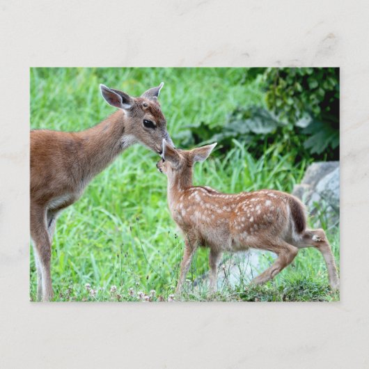 Deer Kissing Fawn Briefkaart (Voorkant)